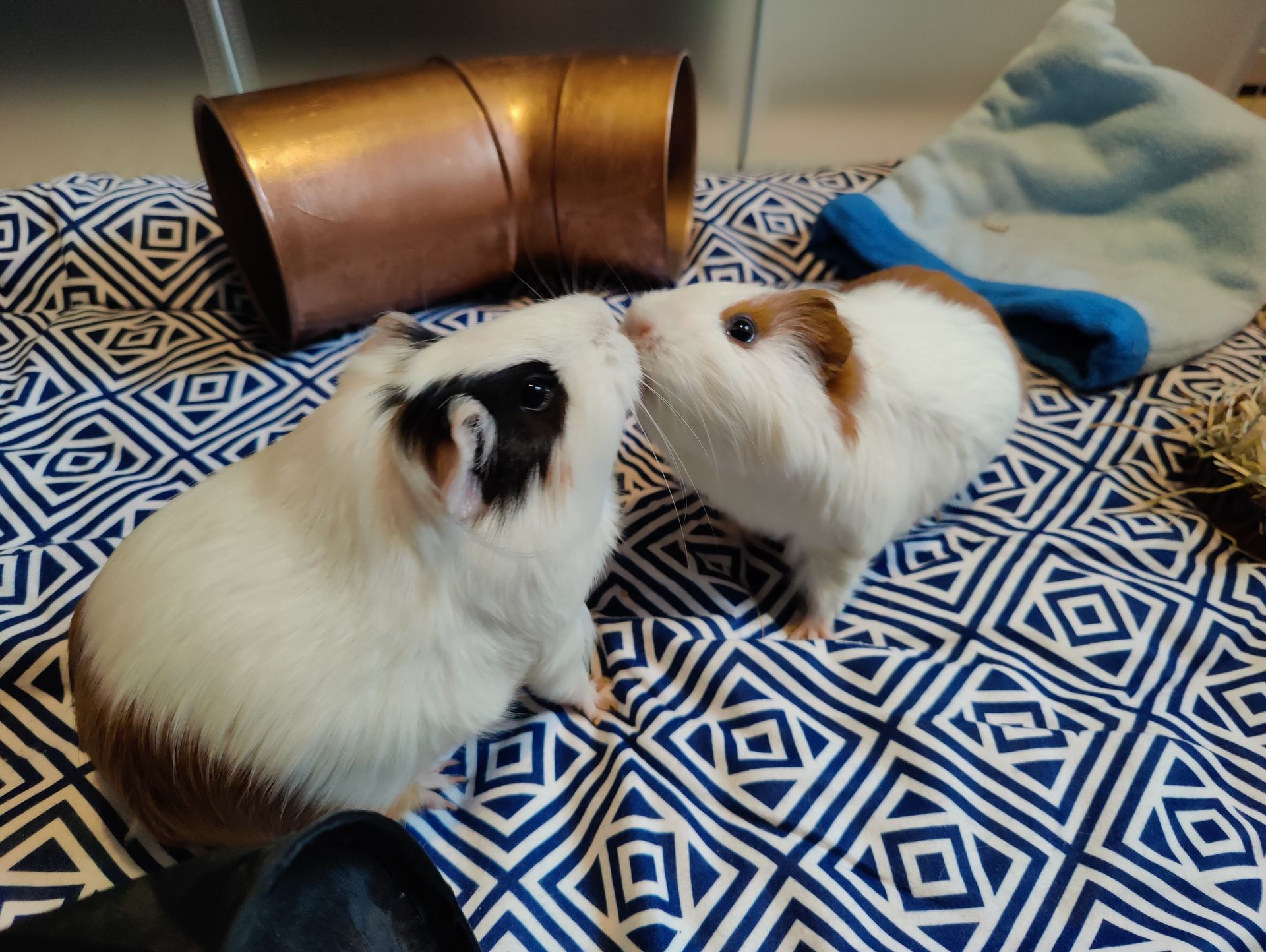 Citra & Grenache Citra & Grenache