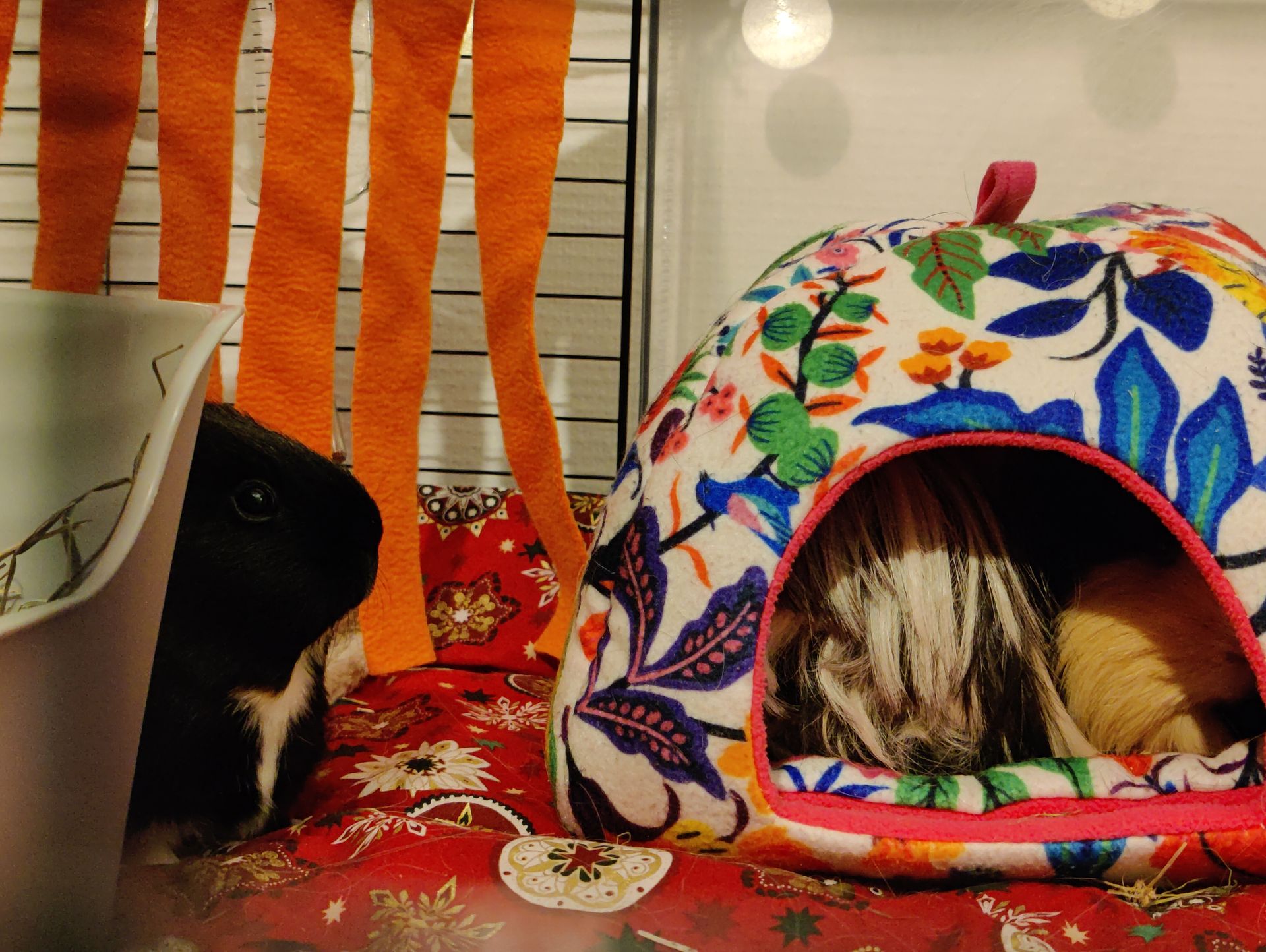 Polka & Paprika Polka & Paprika