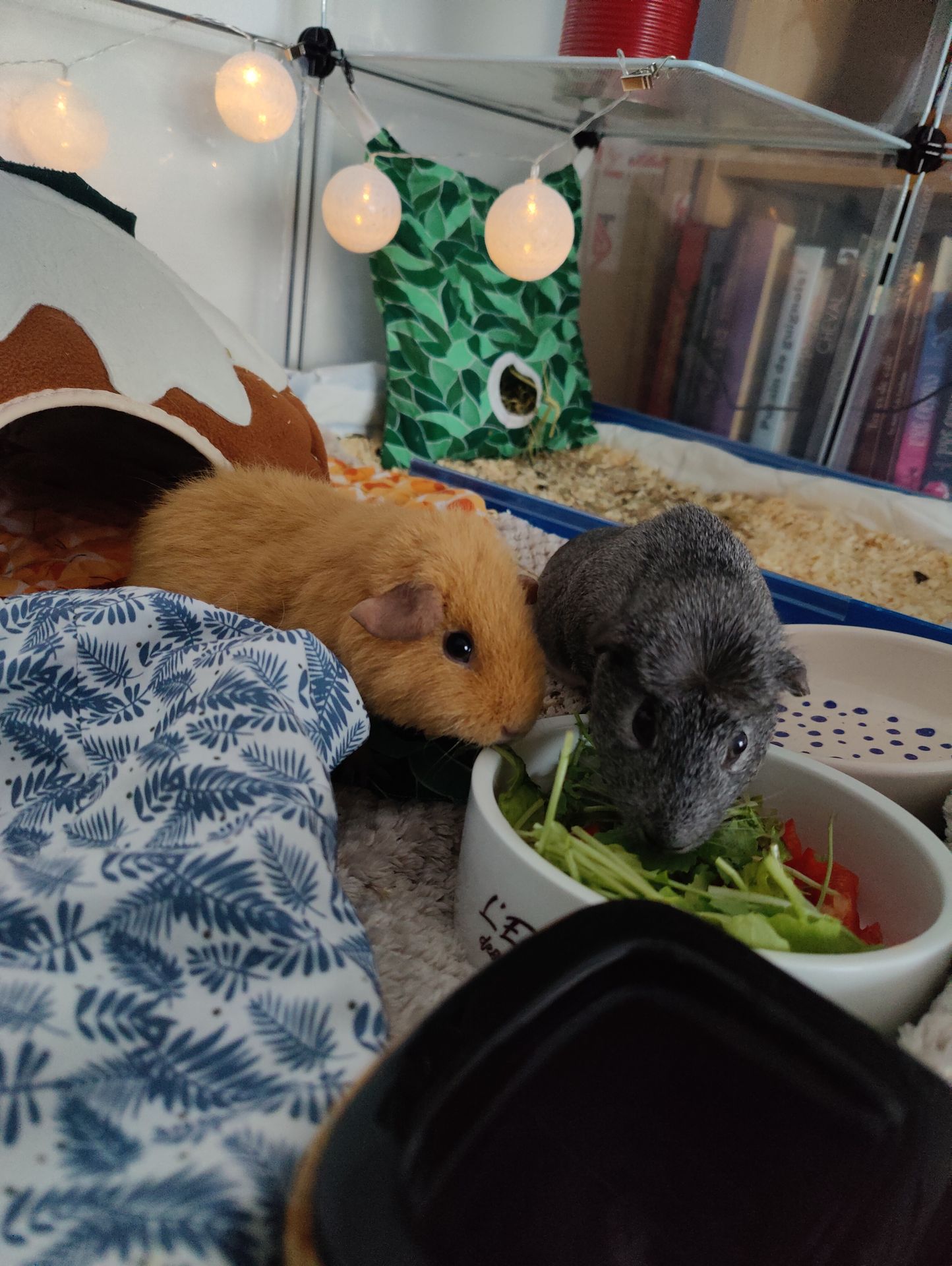 Abby & Pépette Abby & Pépette