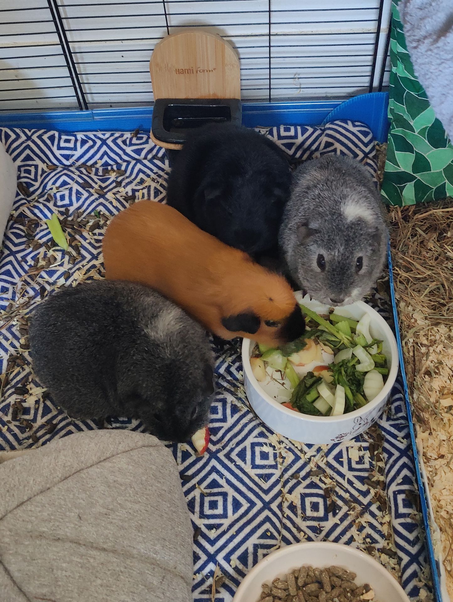 Kali, Moon, Praline & Puppy Kali, Moon, Praline & Puppy